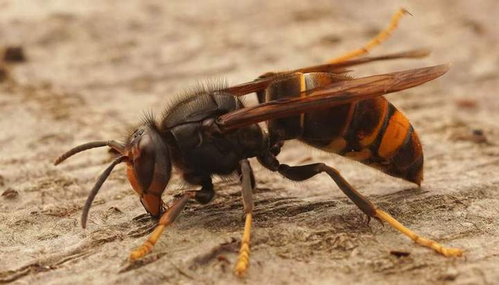 Des méthodes efficaces pour éliminer les frelons à pattes jaunes.