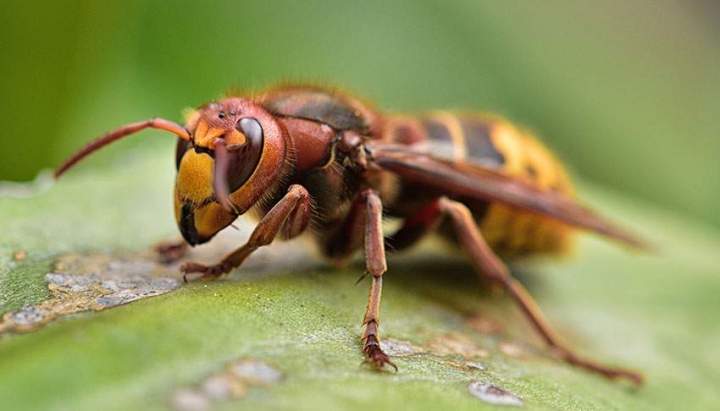 Des traitements sûrs et rapides pour détruire des nids de frelons européens.
