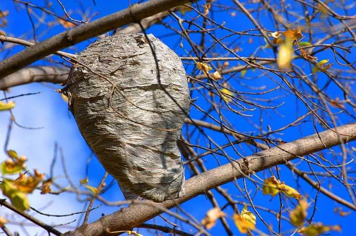 Destruction de nid de frelon asiatique Issoire