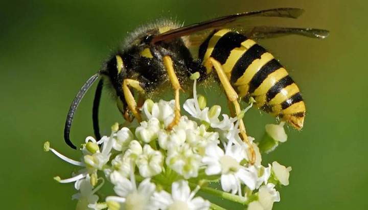 Une maîtrise parfaite des techniques de désinsectisation de guêpes.
